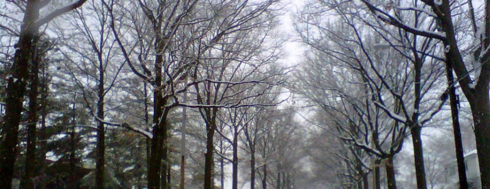 Tunnel of snow covered trees in S.I.'s North Shore. So Beautiful!