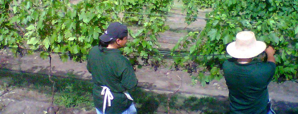 65_Wine Grape Harvest......Staten Island's North Shore.