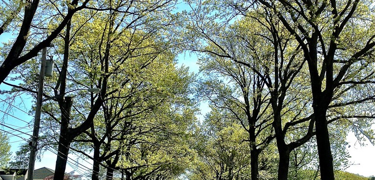 87_Natures Tunnel Of Trees........