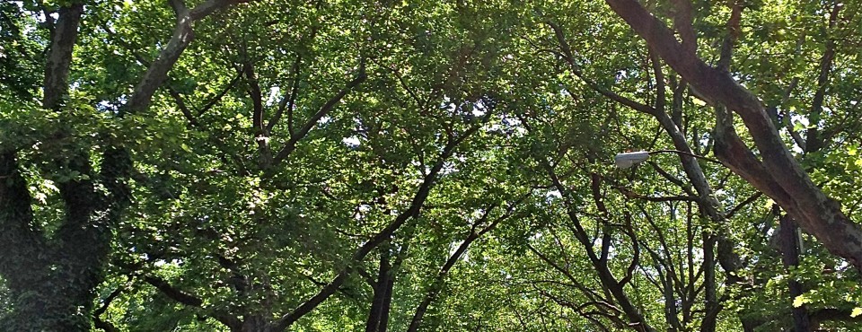 Tree lined Street In Westerleigh On Staten Island's North Shore.
