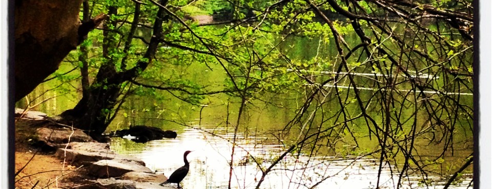 Clove Lakes Park on Staten Island's North Shore.